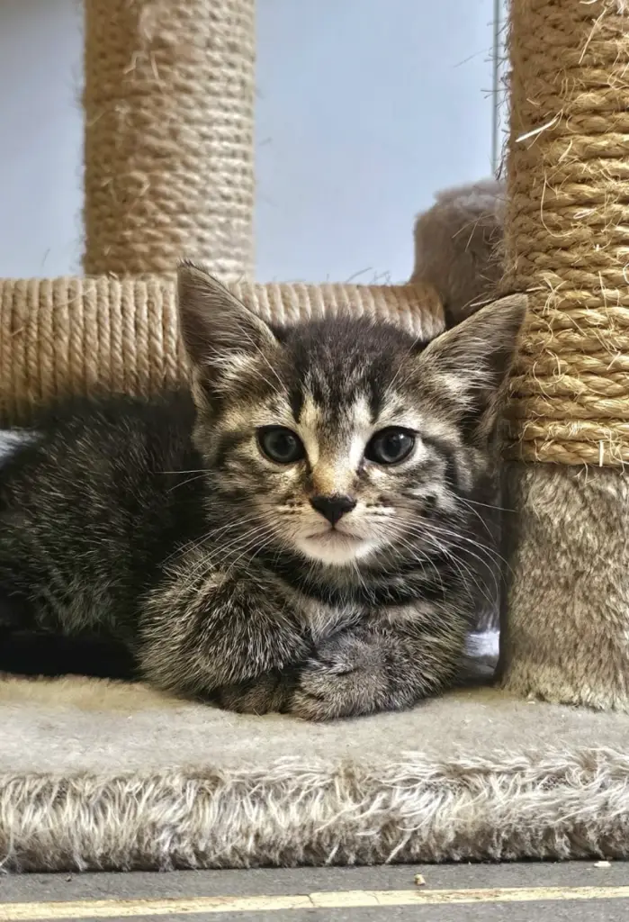 chat à adopter- bassin arcachon -ana