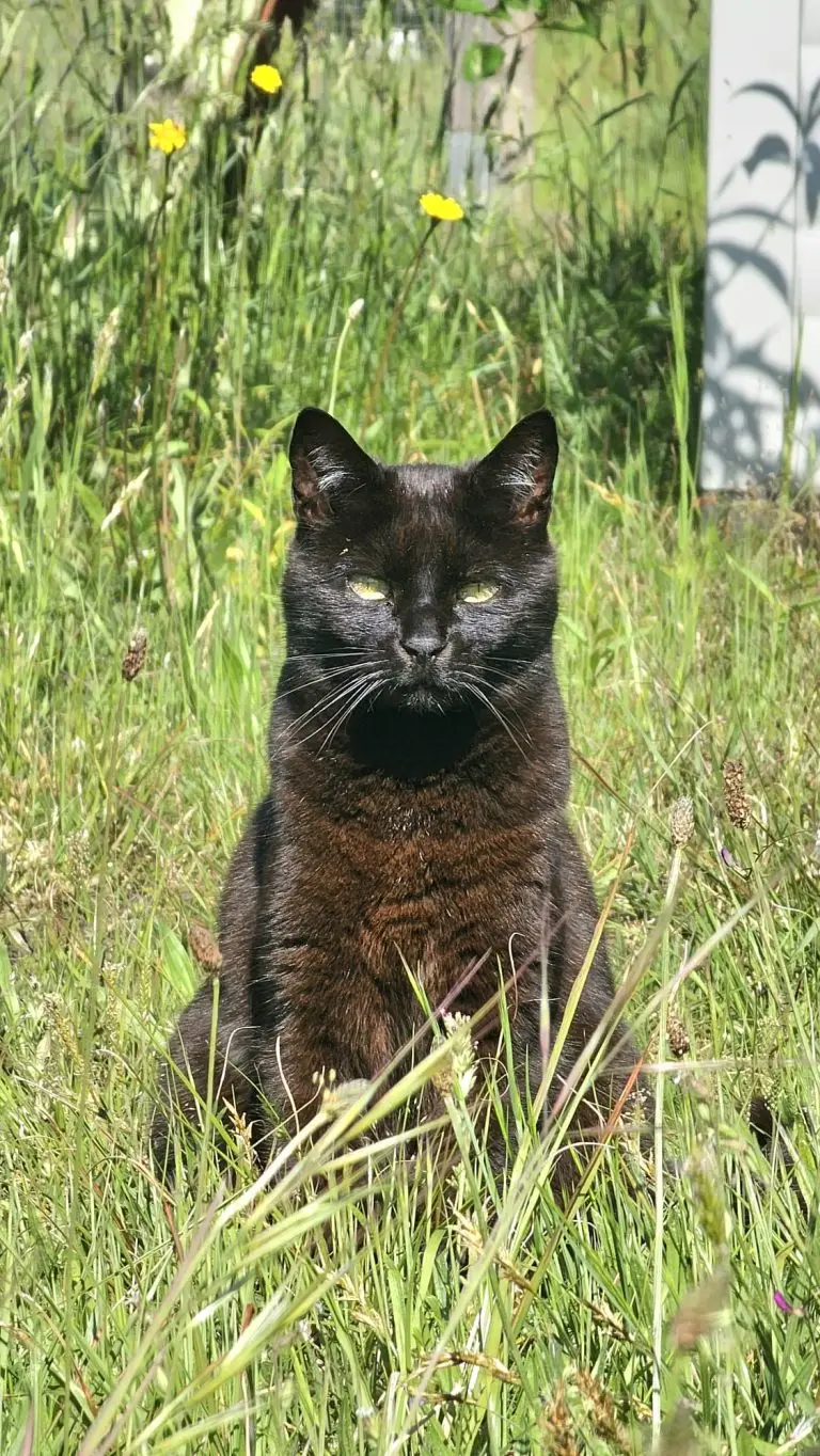 garde de chats audenge - les chats d'audenge association