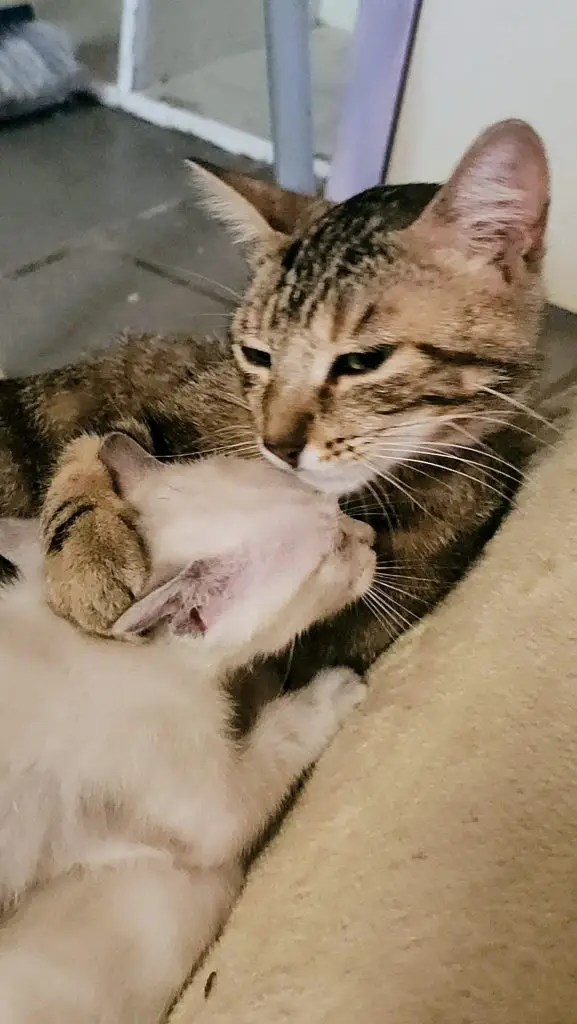 adoption chats audenge