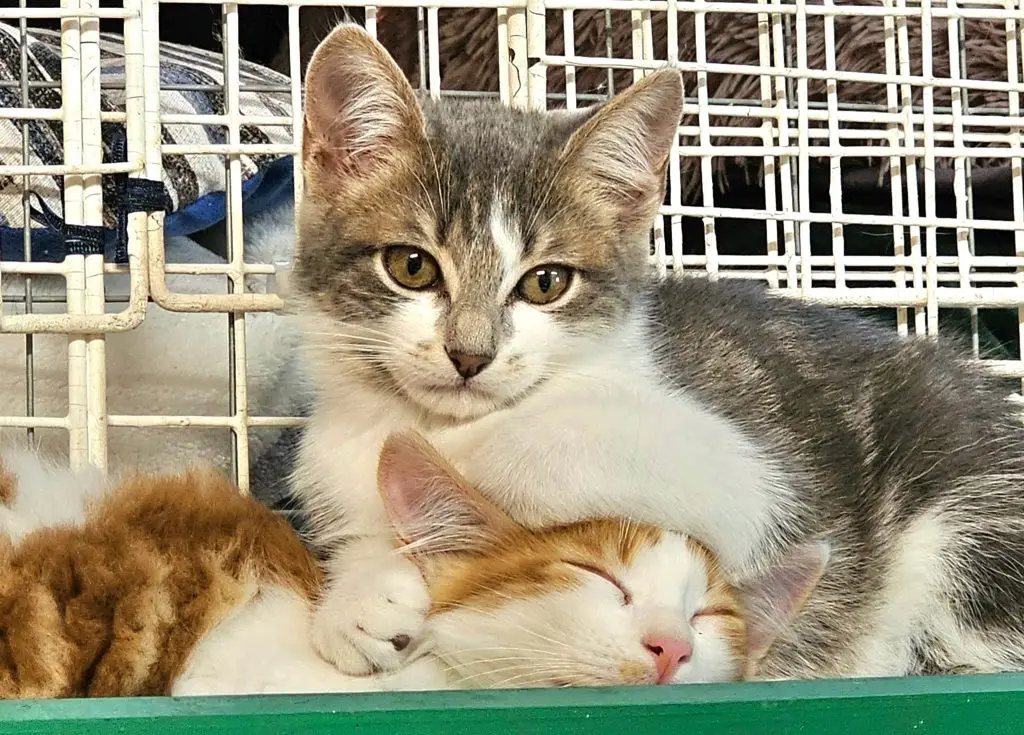 refuge association les chats d'audenge