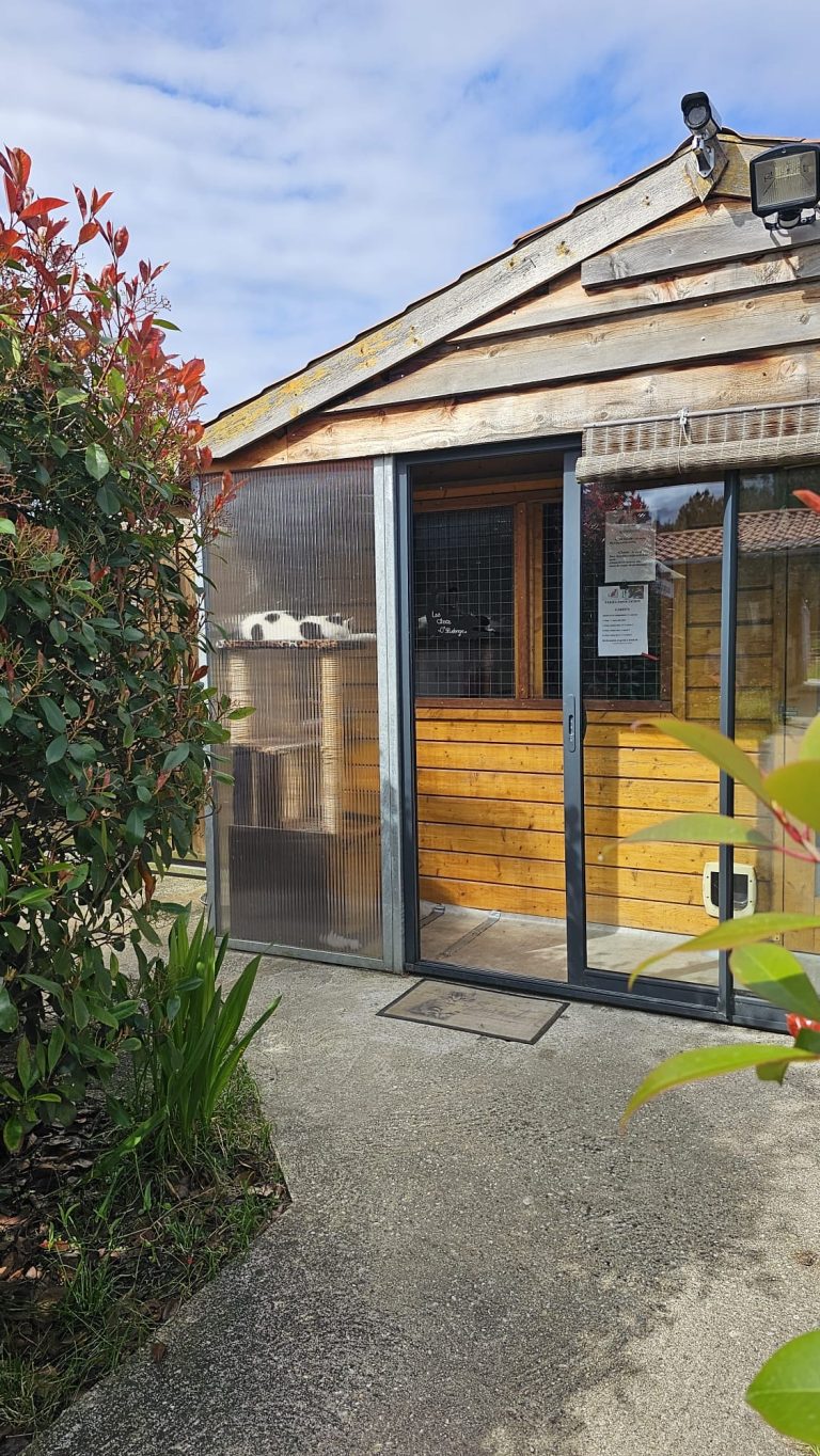 refuge association les chats d'audenge