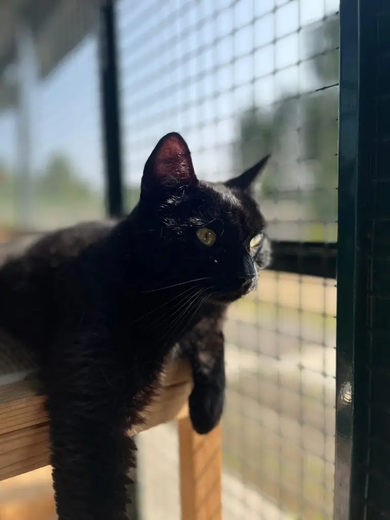 garde chats audenge bassin d'arcachon - les chats d'audenge