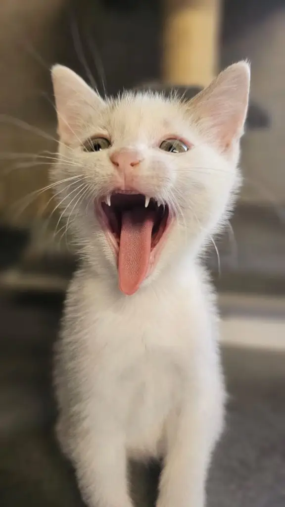 chaton - chats d'audenge