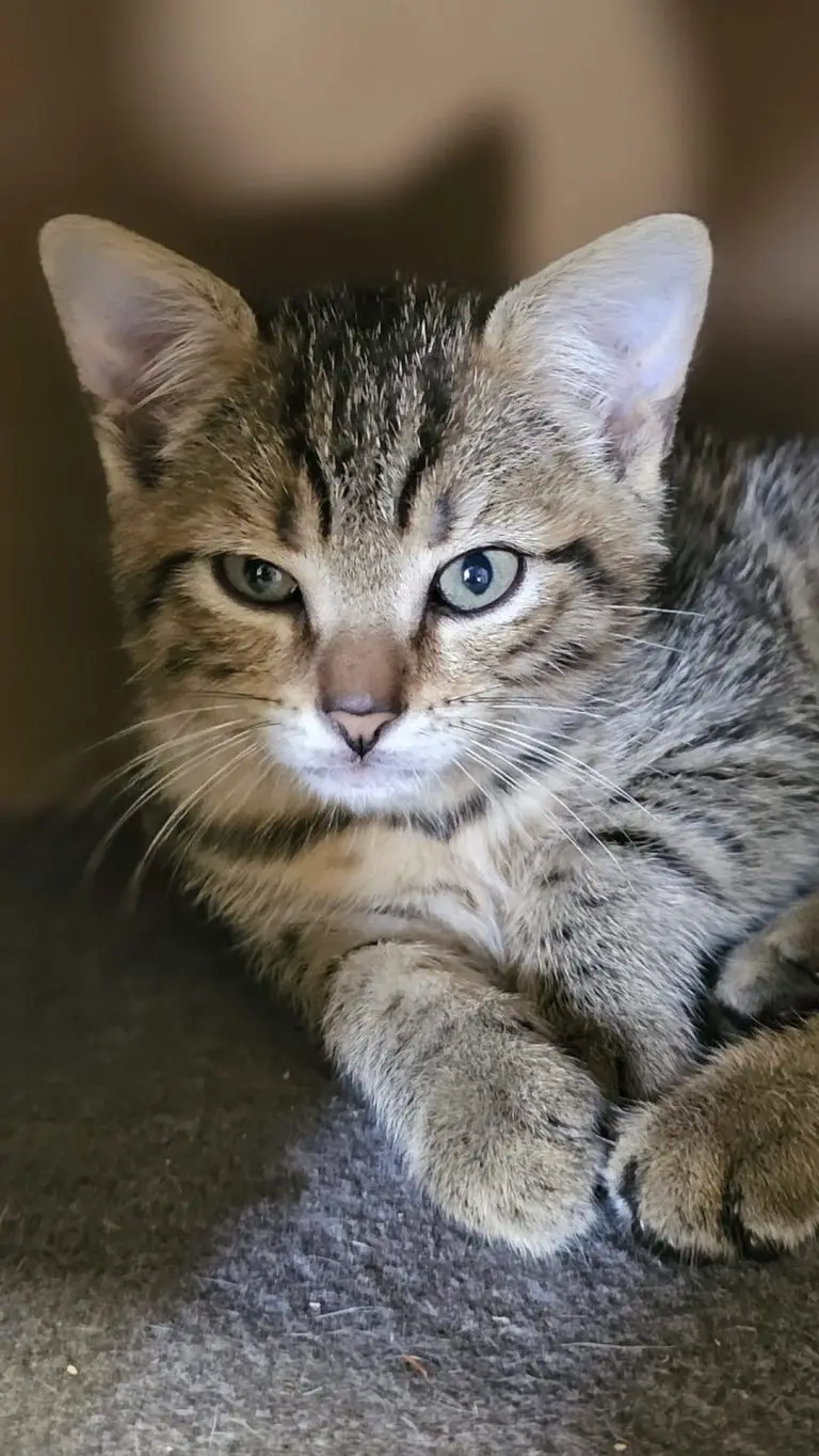 pension et garde de chats