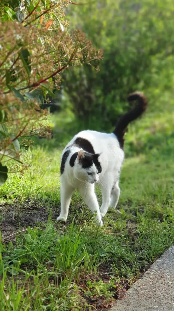 Association protection des chats - les chats d'audenge