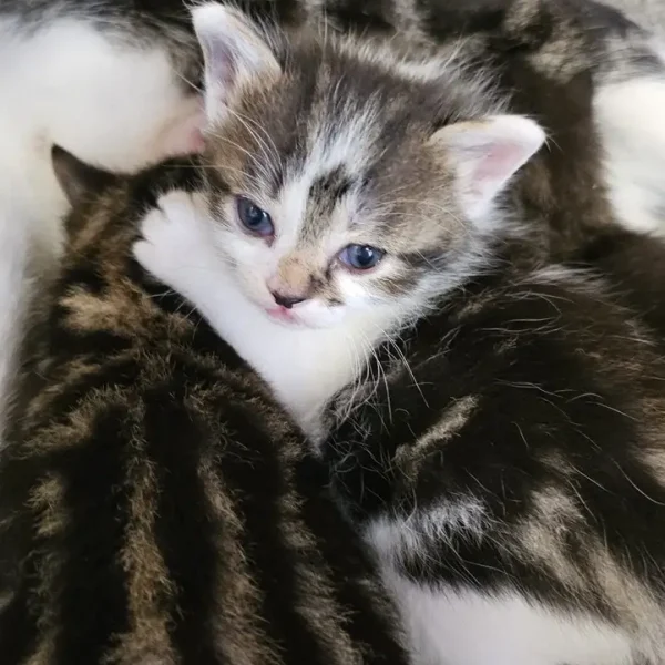 La belle histoire du jour, 9 chats trouvés et recueillis à temps