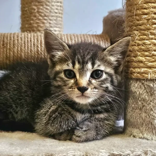 chat à adopter- bassin arcachon -ana