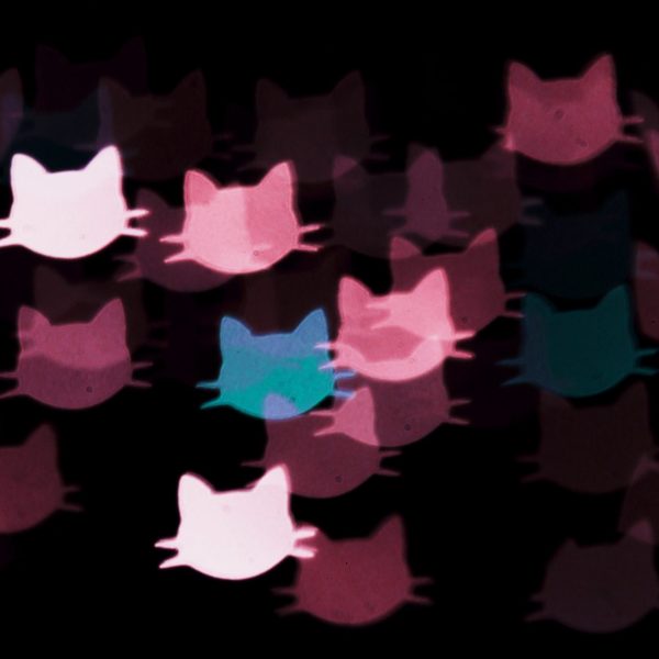 fiche conseil – La prolifération des chats