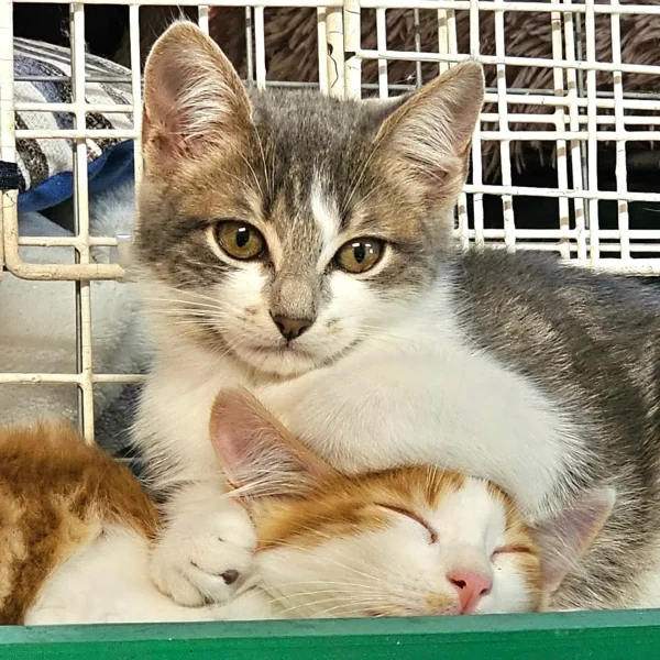 refuge association les chats d'audenge