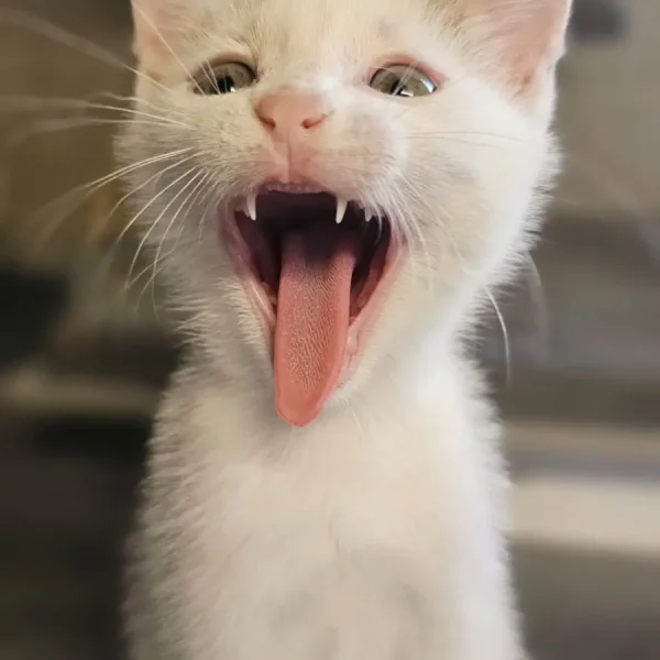 chaton - chats d'audenge