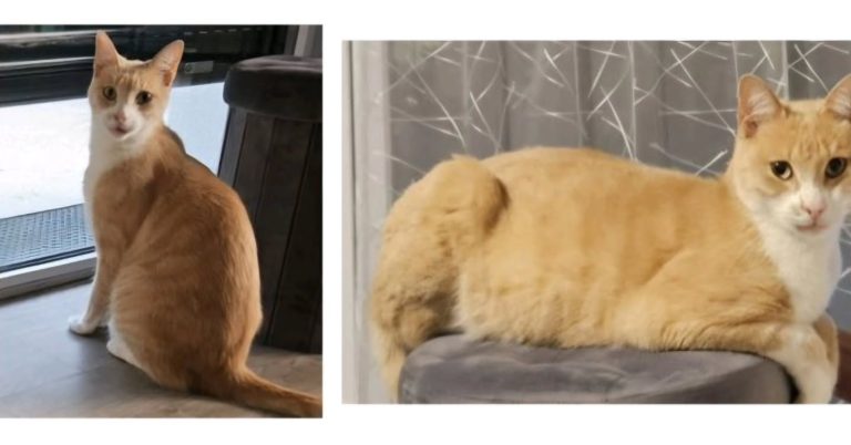 Instagram post from leschatsdaudenge33. This post is in position 4.