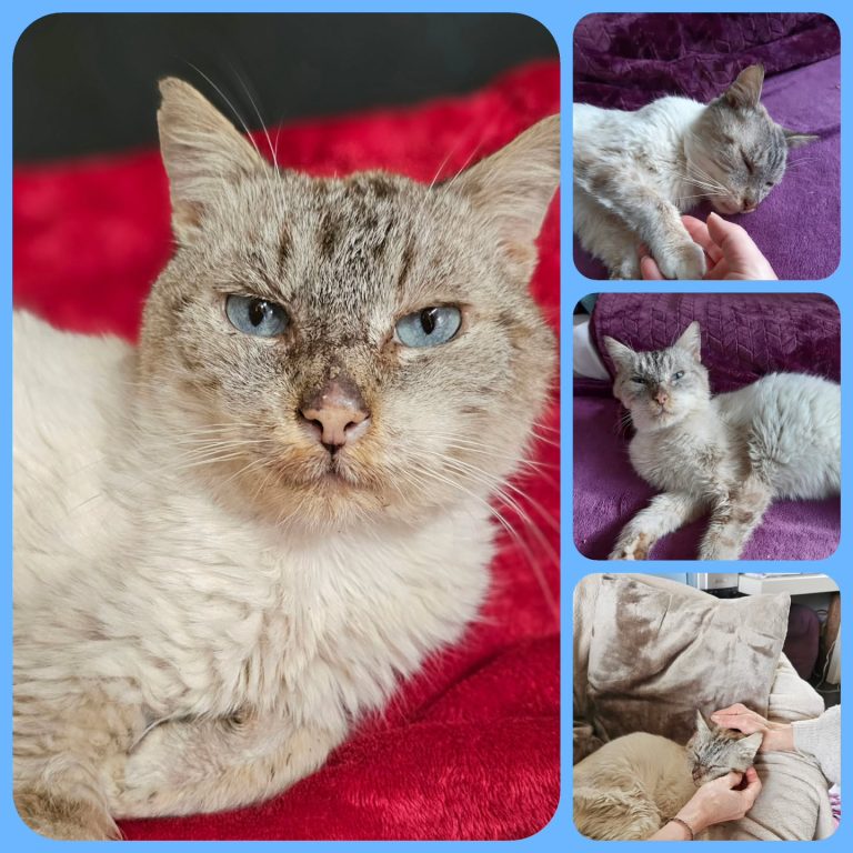 Instagram post from leschatsdaudenge33. This post is in position 3.