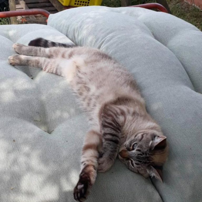 Instagram post from leschatsdaudenge33. This post is in position 2.