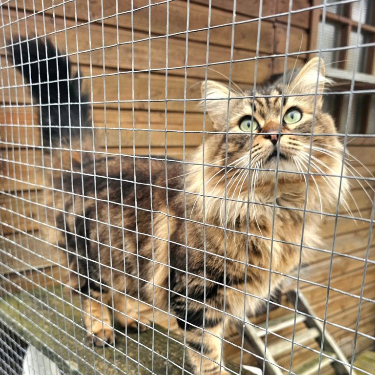 Instagram post from leschatsdaudenge33. This post is in position 1.